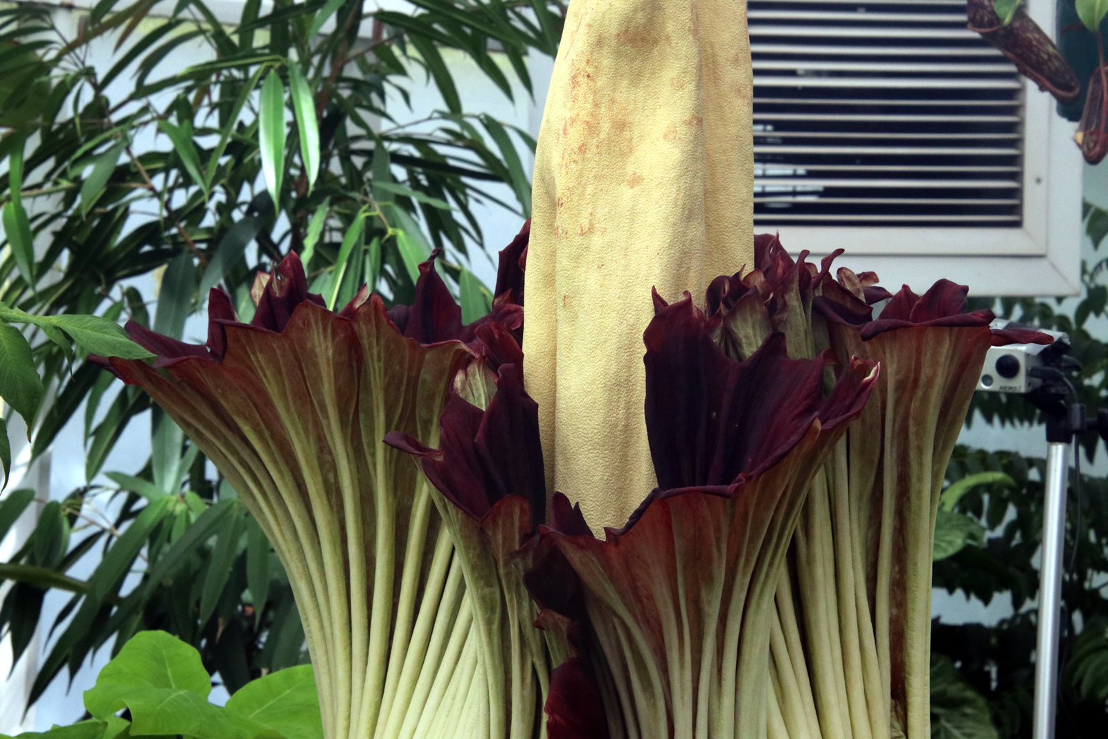 2018 02 06 CorpseFlower 2147